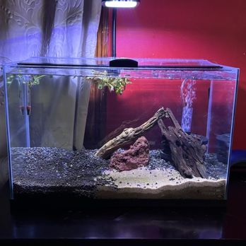 Tropic Isle Aquarium - I got 2 types of substrates, Malaysian and chollo drift wood. No other stores I've been too had such huge selection like they do. - Aquariums Near Me - Framingham, Massachusetts