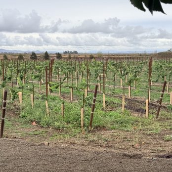 Jacuzzi Family Vineyards - Wineries Near Me - Sonoma, California Jacuzzi Family Vineyards - Wineries Near Me - Sonoma, California