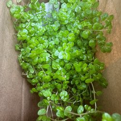 Garden Fantasy on Main - Cute little "baby's tears"