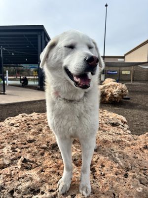 MUTTS Canine Cantina® - Austin by null