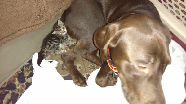 Albemarle Lock & Safe by null