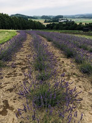 Flower Land Kamifurano by null