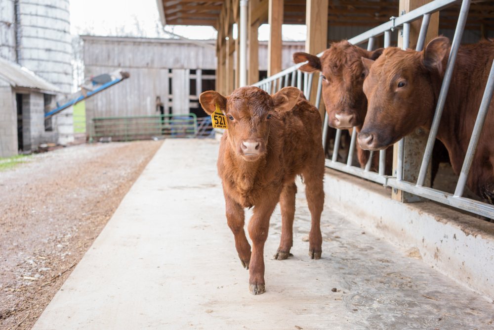 DEER RUN FARM Updated October 2024 15131 Sixes Rd, Emmitsburg