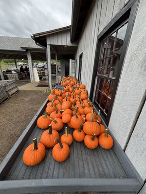 Stribling Orchard by null