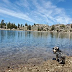 Frog Lake - Sadie girl enjoyed our hike to Frog Lake ~ 05.31.21