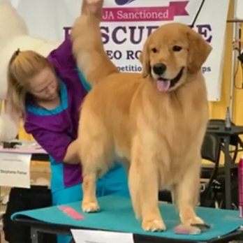 Pampered Paws-N-Claws - Show Golden trim - Pet Groomers Near Me - Claridge, Pennsylvania Pampered Paws-N-Claws - Show Golden trim - Pet Groomers Near Me - Claridge, Pennsylvania