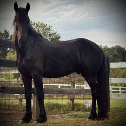 Blackstone Stables - Cole after he arrived at his new home in Alabama.