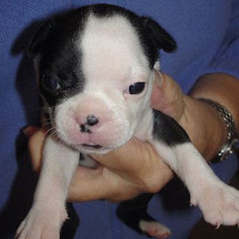 Ravensview Farms - Pet Adoption Near Me - Bend, Oregon