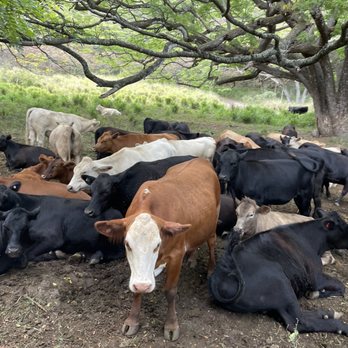 Kualoa Ranch - Tours Near Me - Kaneohe, Hawaii Kualoa Ranch - Tours Near Me - Kaneohe, Hawaii