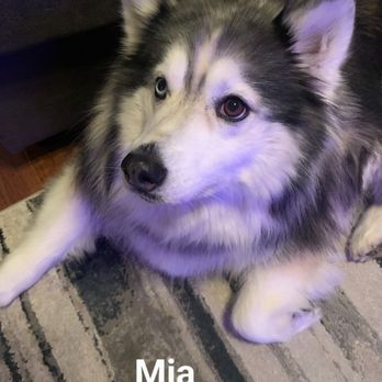Biggs Pet Sitting Service - Pet Sitting Near Me - Ocean Springs, Mississippi Biggs Pet Sitting Service - Pet Sitting Near Me - Ocean Springs, Mississippi