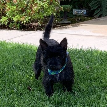 Whiskers To Tails - New rescue dog who absolutely loved coming here - Pet Groomers Near Me - Redlands, California