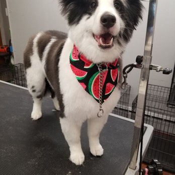 Fluff Pet Grooming - Pet Groomers Near Me - Duryea, Pennsylvania Fluff Pet Grooming - Pet Groomers Near Me - Duryea, Pennsylvania