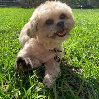 St. Simons Puppy Paradise - Pet Sitting Near Me - Saint Simons Island, Georgia