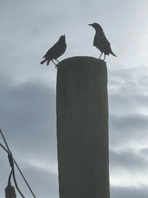 Dockside Bar & Grill by null