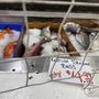 Photo of Market Fisheries