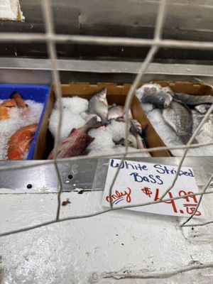 ・Fish Market・２２×２０×１５・ ・ MARKET FISHERIES - Updated October 2026 - 75 Reviews - 41 Photos