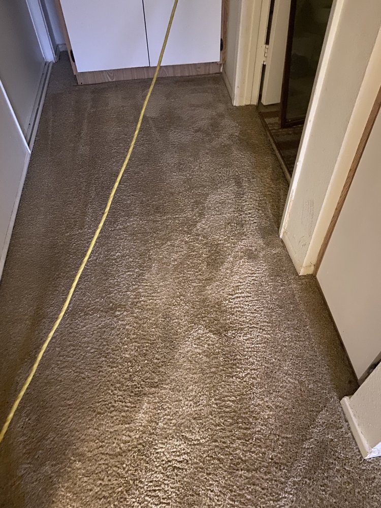 MY CARPET CLEANING GUY Updated July 2024 Request a Quote 22