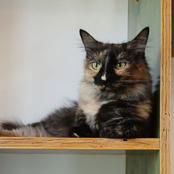 Catfe - So pretty! - Cafes Near Me - Vancouver, British Columbia Catfe - So pretty! - Cafes Near Me - Vancouver, British Columbia