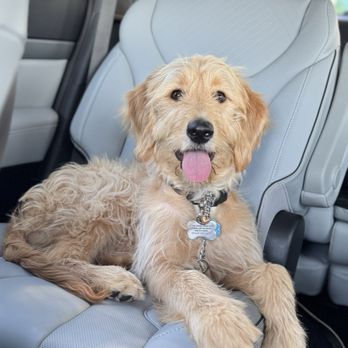 Positively Pups - Pet Training Near Me