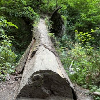 Wildwood Trail - Hiking Near Me - Portland, Oregon Wildwood Trail - Hiking Near Me - Portland, Oregon