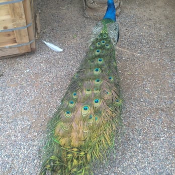 Greenfield Citrus Nursery - Peacocks! - Nurseries & Gardening Near Me - Mesa, Arizona
