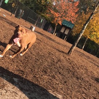 Godbold Park - Dog Parks Near Me - Cary, North Carolina