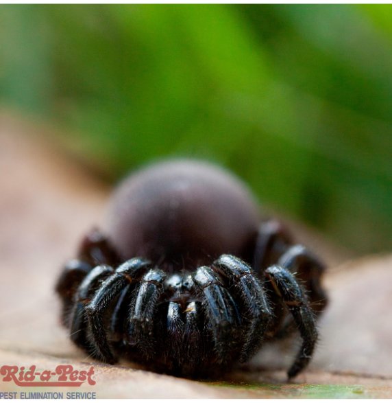 RIDAPEST Updated September 2024 4022 N Old Wire Rd, Fayetteville, Arkansas Pest Control