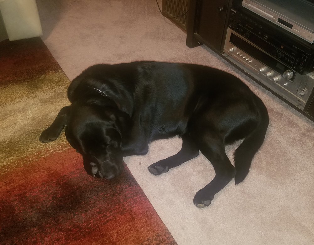 PRECISION VETERINARY 12 Photos & 10 Reviews Veterinarians 6107