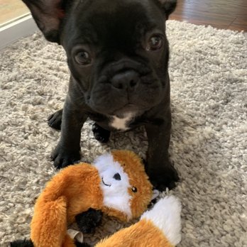 Mythic Bulldogs - Pet Breeders Near Me Mythic Bulldogs - Pet Breeders Near Me