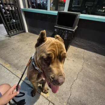 Steel Paws K9 - Pet Training Near Me