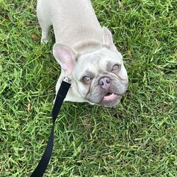 Pawzazz Pet Salon - Major the frenchie