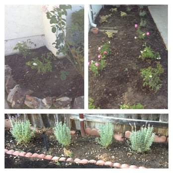 GreenCali - Iris, roses, and more! - Landscaping Near Me - Buena Park, California GreenCali - Iris, roses, and more! - Landscaping Near Me - Buena Park, California