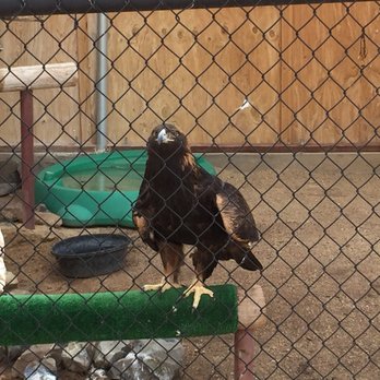 Heritage Park Zoological Sanctuary - A beautiful golden eagle - Zoos Near Me - Prescott, Arizona