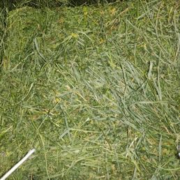 Beautiful, SOFT, perfect for my Horse that has colitis. Never have an issue with the quality of hay - Always. Always outstanding Beautiful, SOFT, perfect for my Horse that has colitis. Never have an issue with the quality of hay - Always. Always outstanding
