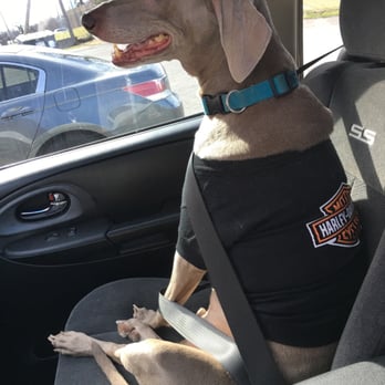 Utopia Animal Hospital - Just picked up my best friend from Utopia animal hospital! Man these guys are so sweet. - Veterinarians Near Me - Memphis, Tennessee Utopia Animal Hospital - Just picked up my best friend from Utopia animal hospital! Man these guys are so sweet. - Veterinarians Near Me - Memphis, Tennessee