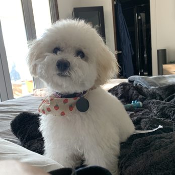 Fluffy Doggy - Pet Groomers Near Me - San Mateo, California