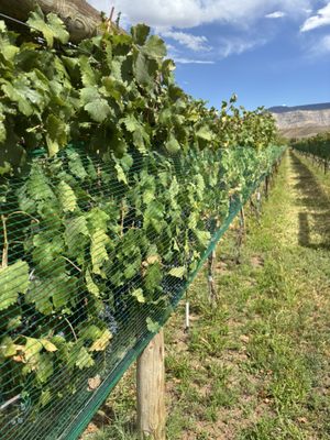 Restoration Vineyards by null