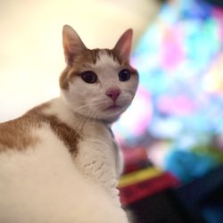 DTLAvets - Bacon theCat