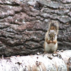 Vaughan Woods - Chipmunk :)