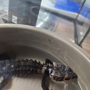 Wild Things - Reptile Shops Near Me - Las Vegas, Nevada
