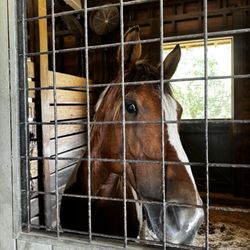 The Stables at Frederica