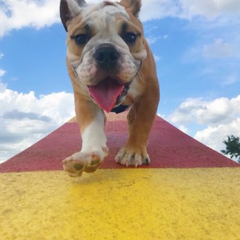 Upper Horsepen Creek Park - Dog Parks Near Me - Houston, Texas Upper Horsepen Creek Park - Dog Parks Near Me - Houston, Texas