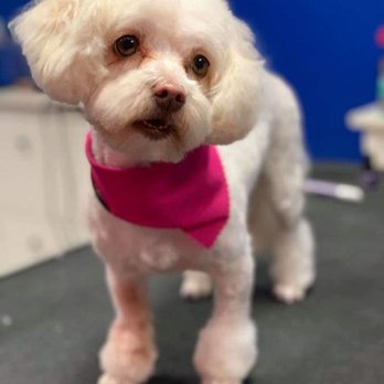 Ohana Pets Spa - Miss Bella - Pet Groomers Near Me - Angier, North Carolina Ohana Pets Spa - Miss Bella - Pet Groomers Near Me - Angier, North Carolina
