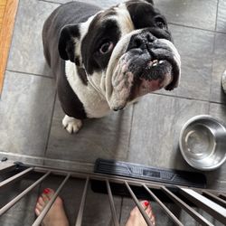 Petvet Petfood - My dog