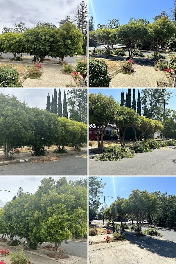 Slide of Ramirez Tree Service 