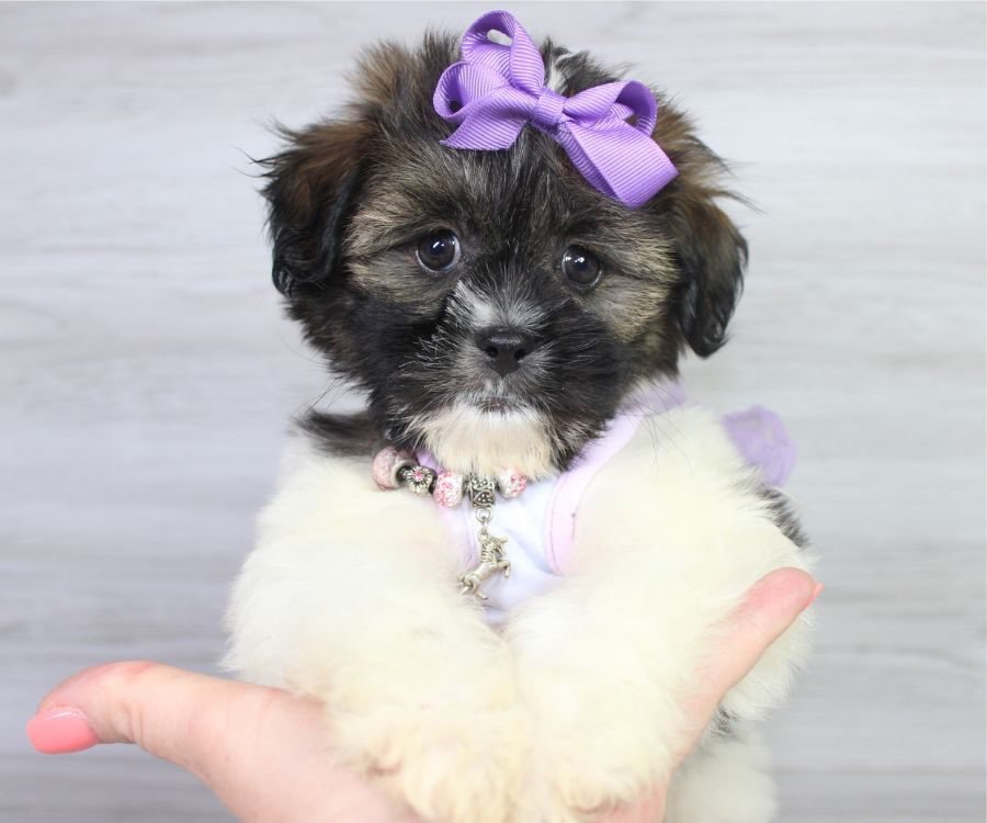 PUPPY HEAVEN TEACUP & TOY PUPPIES FOR SALE 512 Photos & 218 Reviews
