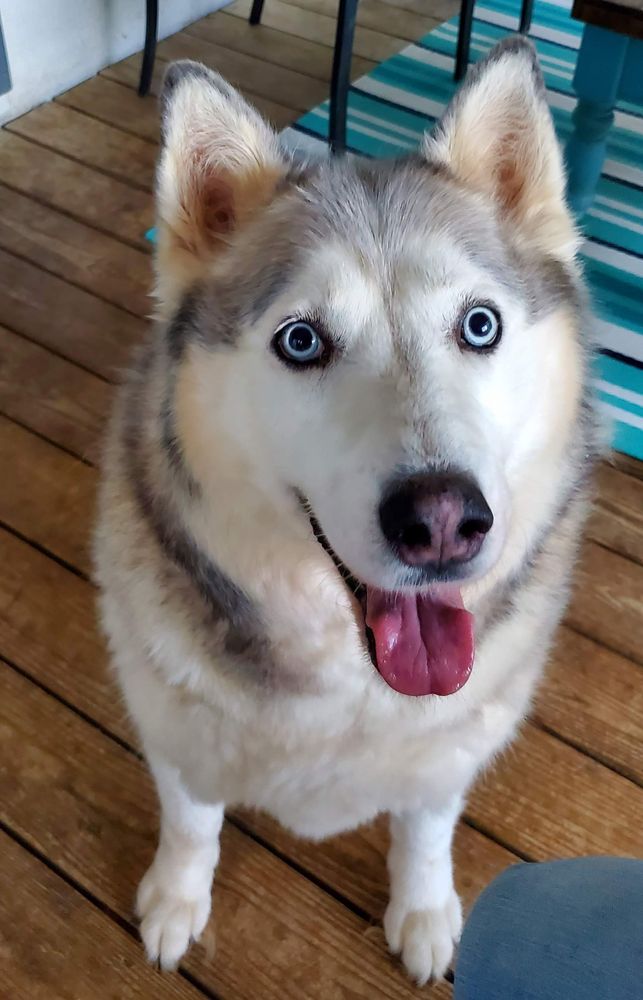 Southern Comfort Pet Services Image