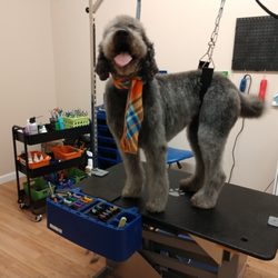 Frenz Pet Spa - Bristol after haircut