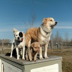Wind River Tails & Trails - Two of our boarding dogs and a Board & Train enjoying some sunshine in our big yards!