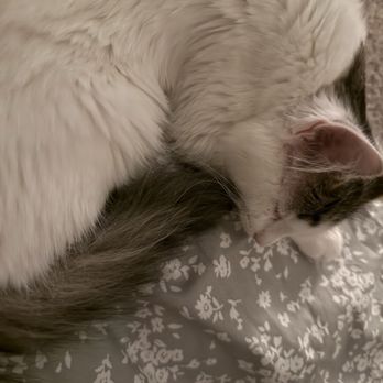 Joybound People & Pets - My cat also - Animal Shelters Near Me - Walnut Creek, California Joybound People & Pets - My cat also - Animal Shelters Near Me - Walnut Creek, California